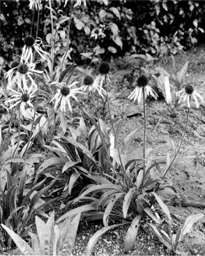 Echinacea angustifolia (Photo tirée du "Complete Felter's Materia Medica", 1922) Echinacea angustifolia (Photo tirée du "Complete Felter's Materia Medica", 1922)