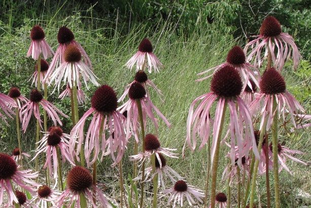 Echinacea pallida (été 2012) – (en Bas de Beaulieu ?) Echinacea pallida (été 2012) – (en Bas de Beaulieu ?)